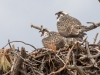 Juvenile Osprey