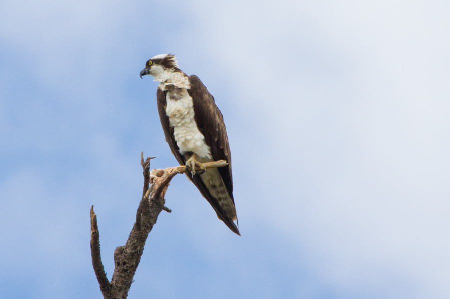 Osprey