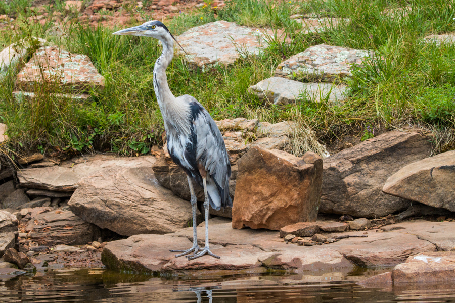 Great Blue Heron