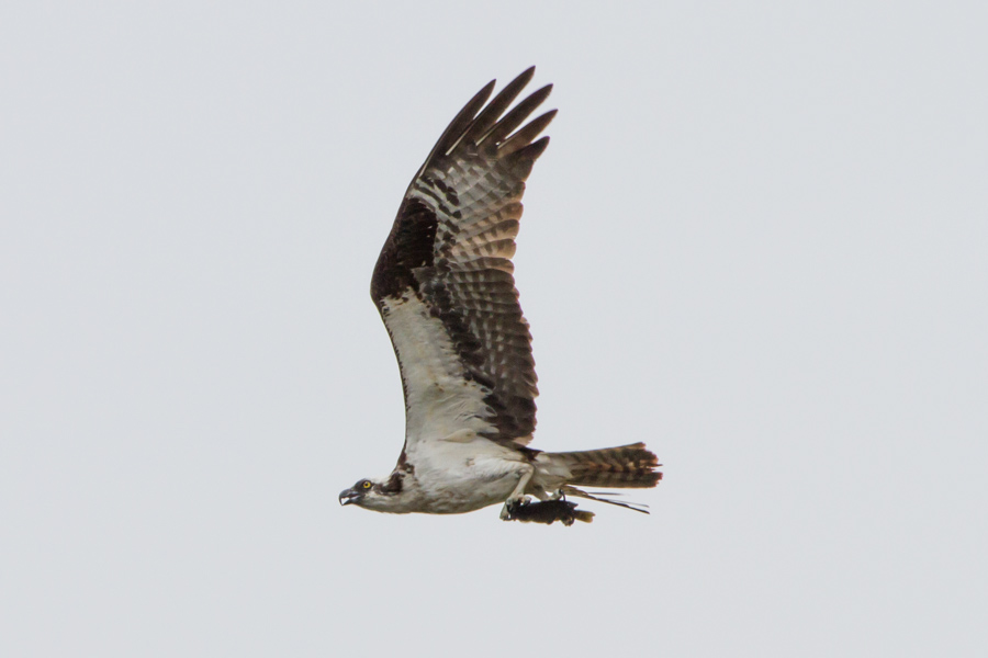 Osprey