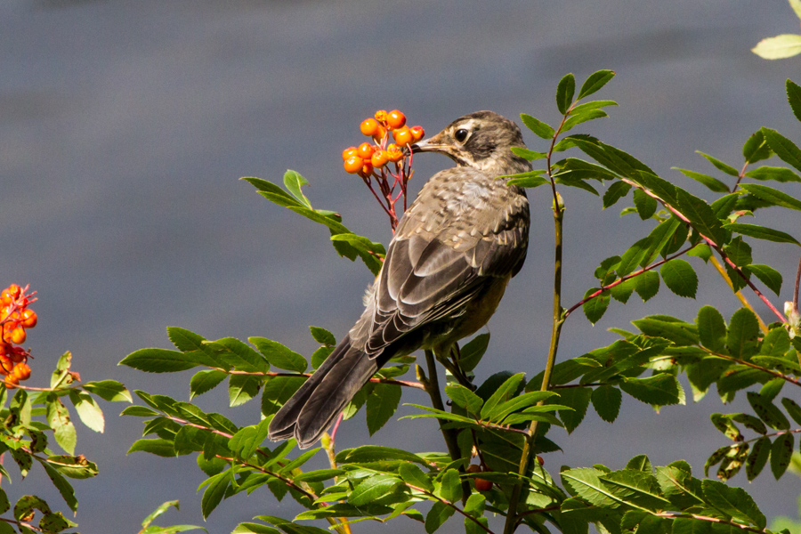 American Robin