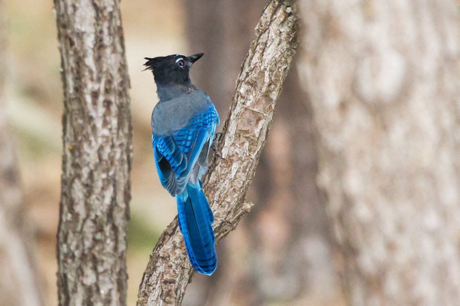 Steller\'s Jay