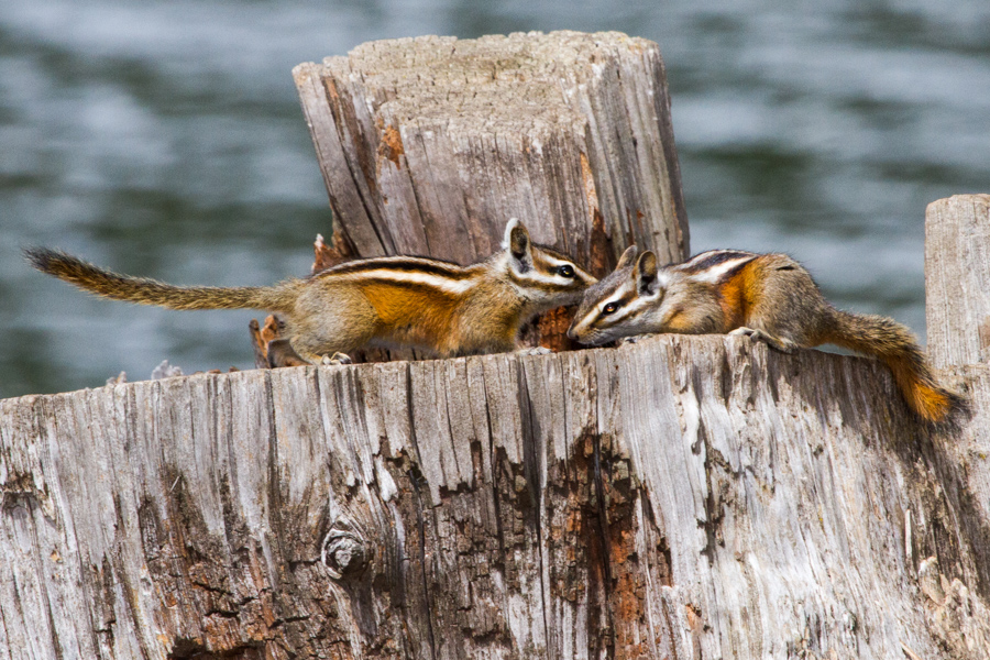 Least Chipmunk. Woods Canyon Lake, Mogollon Rim.