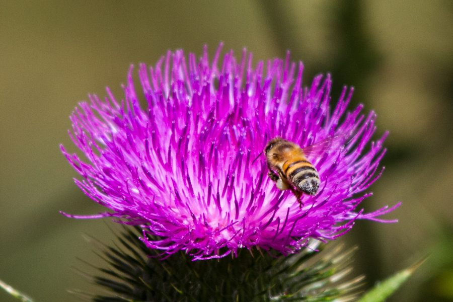 Bee and flower