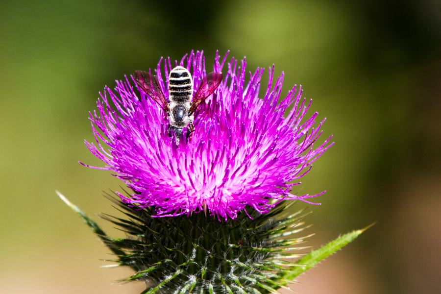 Bee on flower