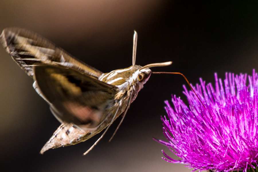 White-lined Sphinx Moth