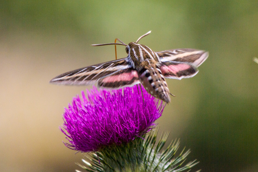 White-lined Sphinx Moth