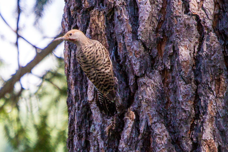 Gilded Flicker