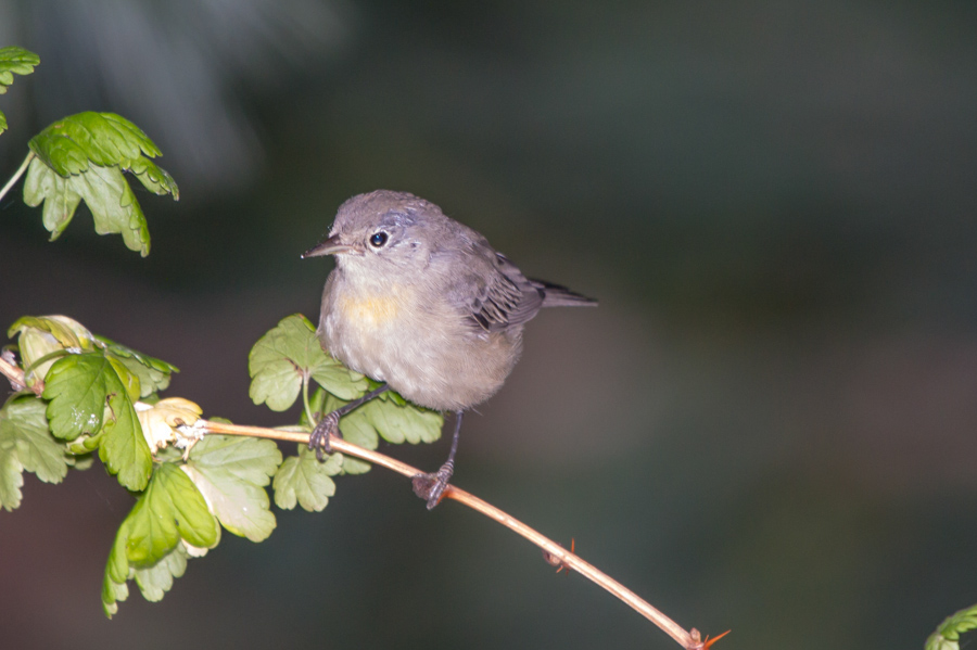 Virginia\'s Warbler