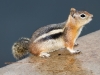 Golden-mantled Ground Squirrle