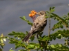 American Robin