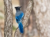 Steller's Jay