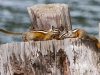 Least Chipmunk. Woods Canyon Lake, Mogollon Rim.