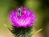 Bee on flower