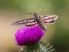 White-lined Sphinx Moth