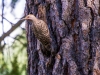 Gilded Flicker