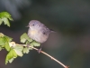 Virginia's Warbler