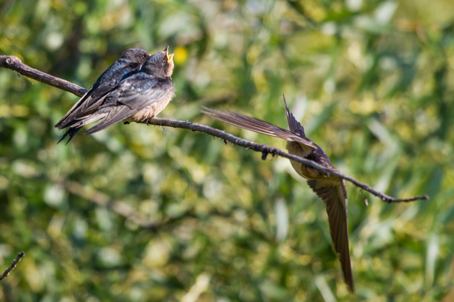 Barn Swallow