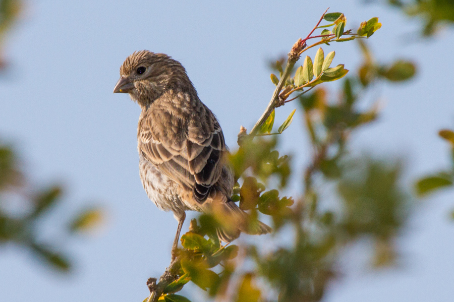 Song Sparrow