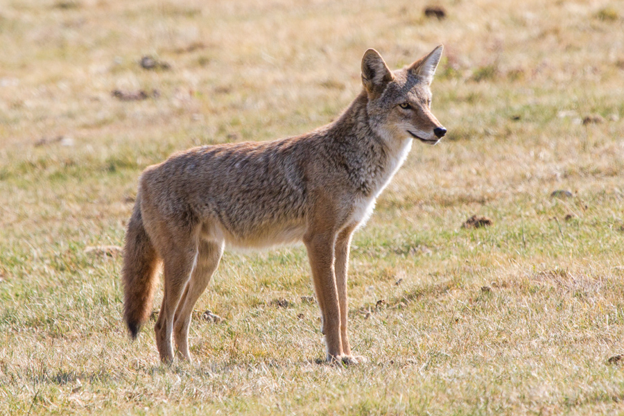 Coyote