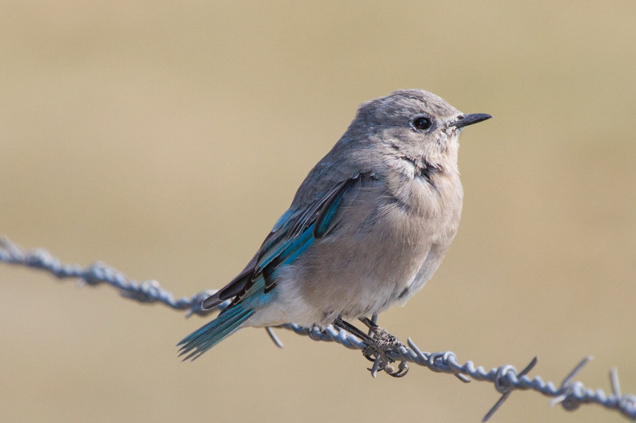 Mountain Bluebird