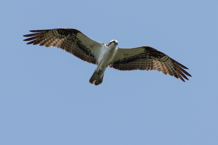 Osprey