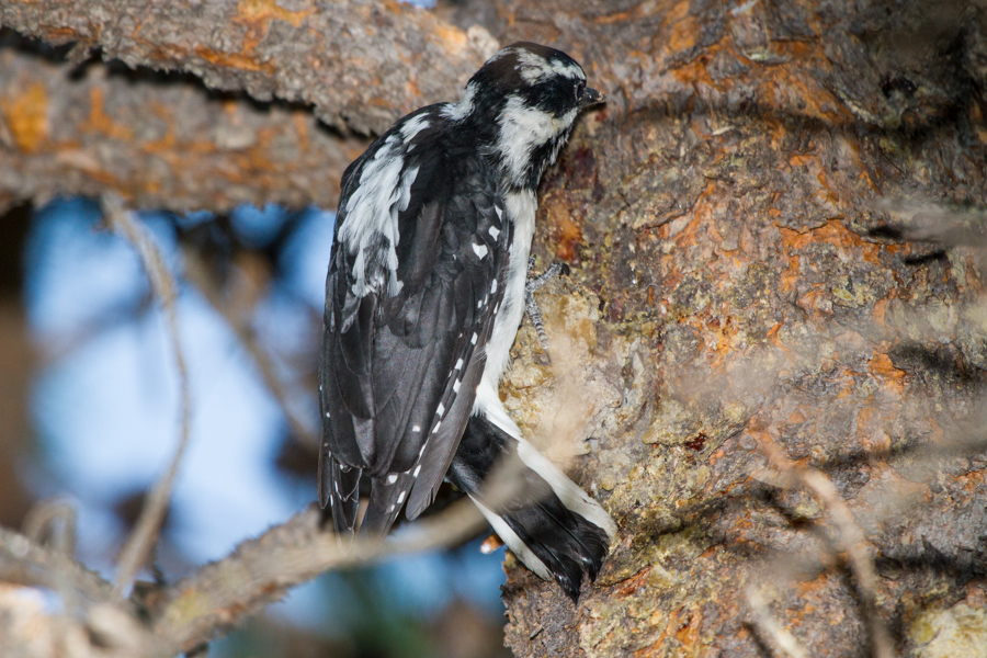 Downy Woodpecker