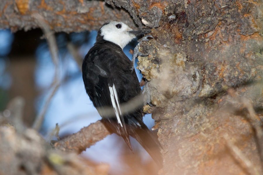 White-headed Woodpecker