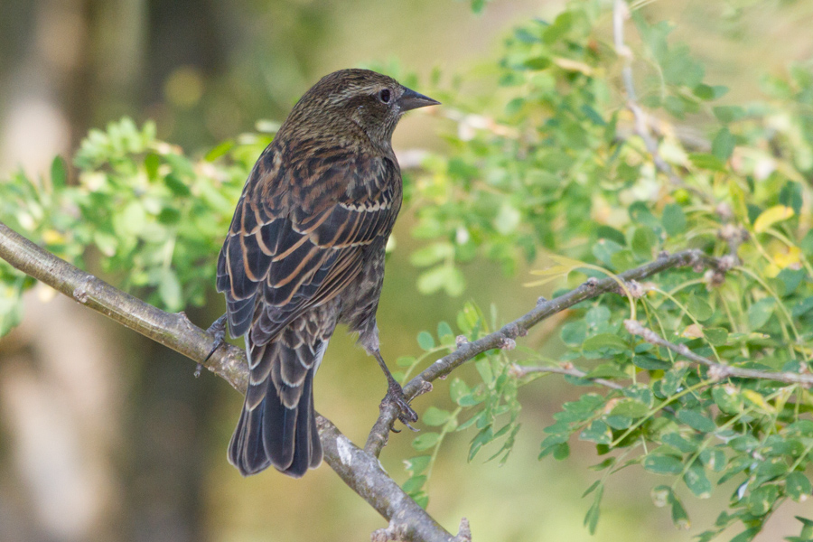 Red-winged Blackbird