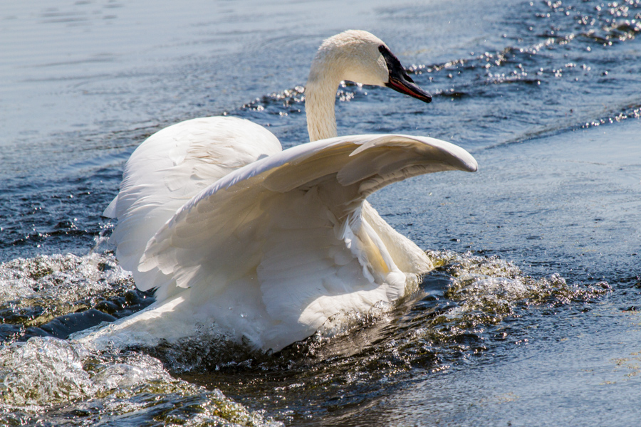 Trumpeter Swan