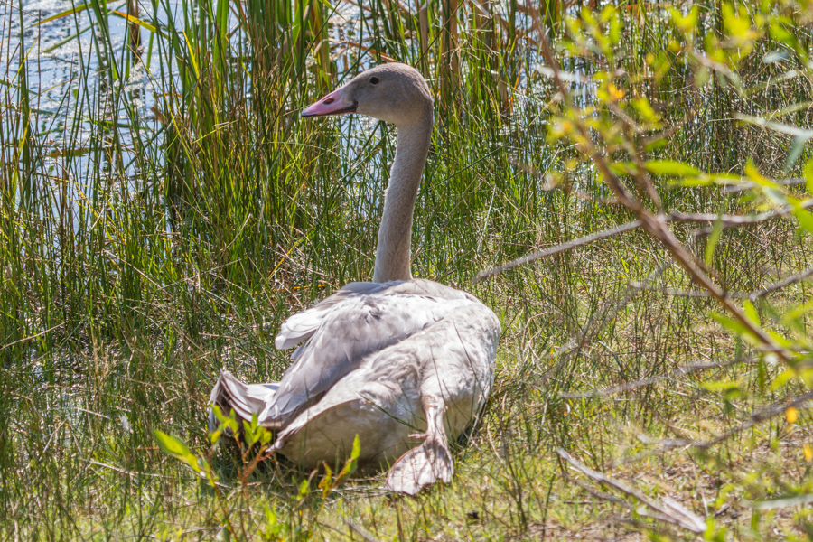 Trumpeter Swan