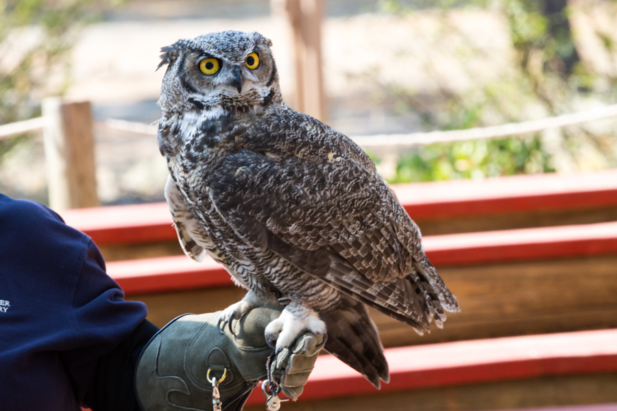 Great Horned Owl