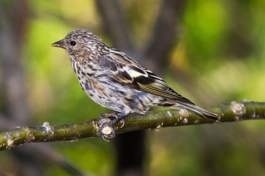 Pine Siskin