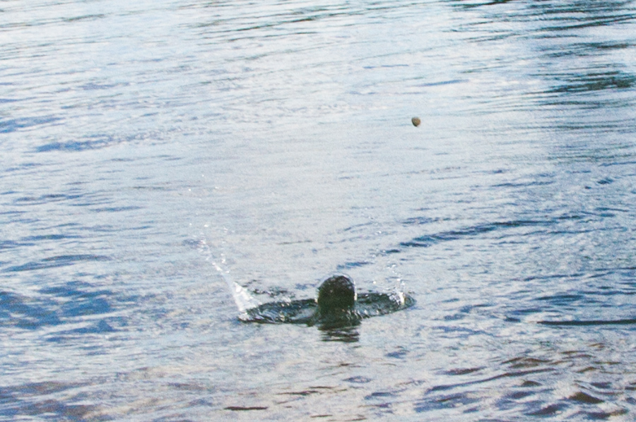 Rock skipping on the Willamette River