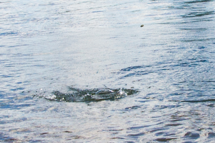 Rock skipping on the Willamette River