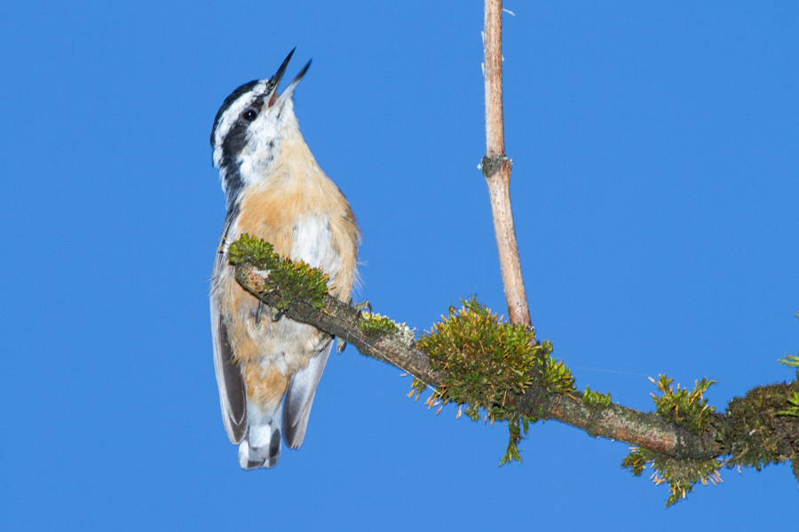 Red-breasted Nuthatch