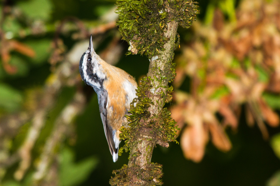 Red-breasted Nuthatch