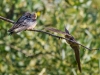 Barn Swallow