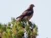 Red-tailed Hawk