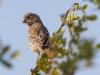 Song Sparrow