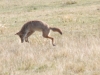 Coyote