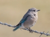 Mountain Bluebird