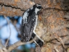 Downy Woodpecker