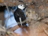 White-headed Woodpecker