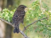 Red-winged Blackbird