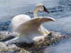 Trumpeter Swan