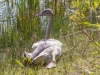 Trumpeter Swan