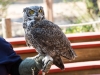 Great Horned Owl