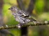 Pine Siskin