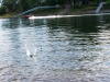 Rock skipping on the Willamette River